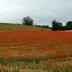 Au Fond Des Rys