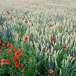 Bed & Breakfast Au Fond Des Rys Grez-Doiceau