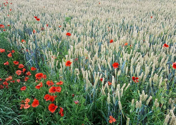 Couette-café Au Fond Des Rys Grez-Doiceau